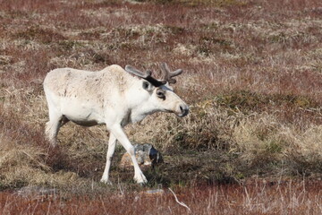 Canadian woodland caribou  Newfoundland Canada