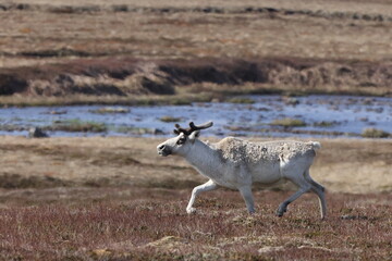Canadian woodland caribou  Newfoundland Canada