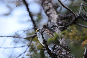 White-throated Sparrow Newfoundland and Labrador NL, Canada