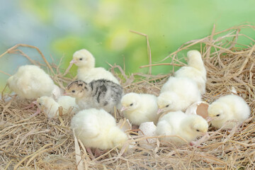A number of baby turkeys have just hatched from their eggs in the nest. This animal is commonly cultivated by humans with the scientific name Meleagris gallopavo.