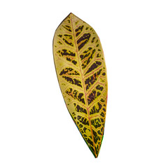 leaf isolated on white background