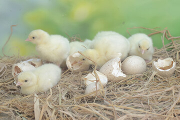 A number of baby turkeys have just hatched from their eggs in the nest. This animal is commonly cultivated by humans with the scientific name Meleagris gallopavo.