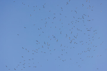 Storks on the migration route are floating in the air