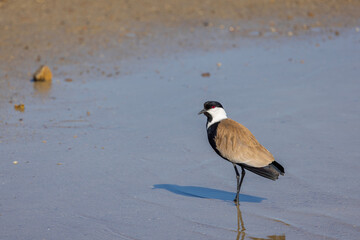 Large bird feeding in its natural environment, Vanellus spinosus,  Spur-winged lapwing