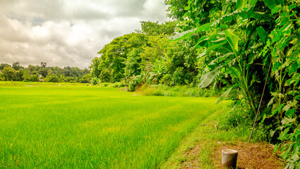 The beauty of lush green rice fields framed by trees and mountains