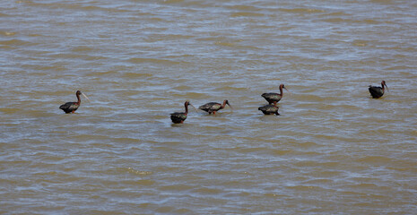 big water bird feeding in the pond, Glossy Ibis, Plegadis falcinellus