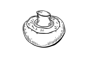 Sketchbook champignon mushroom, engraving. Black and white line drawing by hand