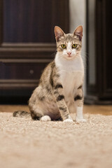 Tabby cat sits on the floor. Adorable Pet photo