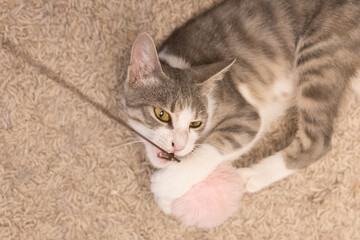Curiosity cat pet plays with a fluffy ball toy at home