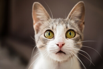 Beautiful young tabby cat, indoor portrait