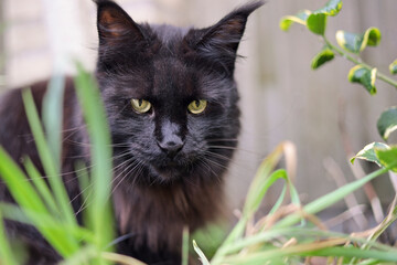 Black Maine Coon male cat sits behind a clump of grass