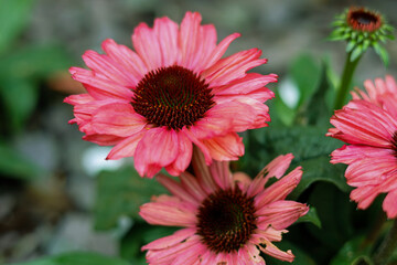 Pink flower of the Echinacea Meditation Cherry in bloom