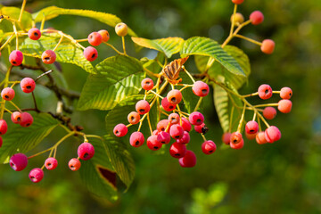 A cluster of ripe red berries hangs from a branch on a tree, surrounded by green leaves