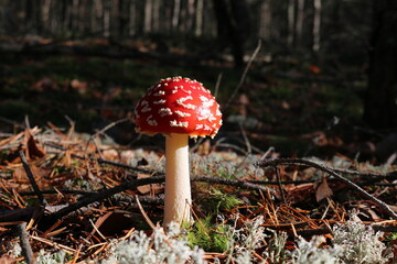 fly agaric mushroom