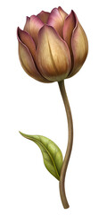 Elegant Purple Tulip Illustration on White Background with Green Leaf