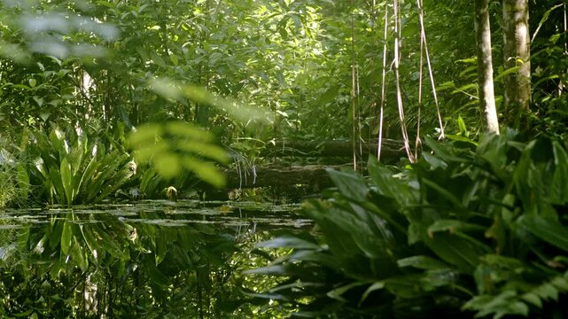 Still creek water in the middle of thick amazone rain forest jungle, tree stomps in between