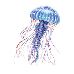 a jellyfish with long tentacles. Illustration, on transparent background png file