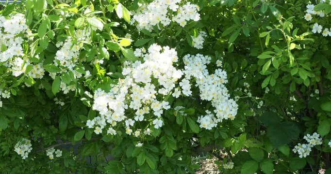 Rosa multiflora or baby rose shrub clothed with small round white flowers in corymbs along  arching stems that hang down and shiny deep green leaves composed of leaflets