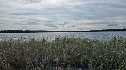 A Serene Lakeside View featuring Lush Reeds Gently Swaying Under Beautiful Cloudy Skies