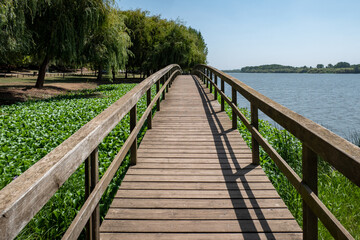 Em meio ao lago, árvores e plantas aquáticas, um passadiço de madeira sobre o lago da Pateira de Fermentelos num dia ensolarado em Portugal