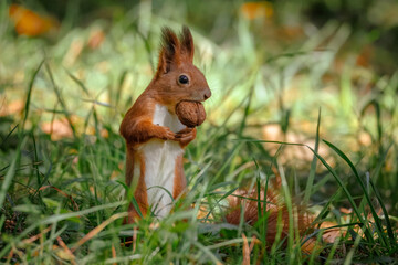 A red squirrel stands between green grass and holds a walnut in its mouth.