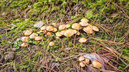Mushrooms are flourishing and growing beautifully in the lush forest floor of natures bounty