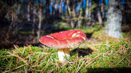 A vibrant red mushroom emerges beautifully within the rich landscape of a tranquil forest