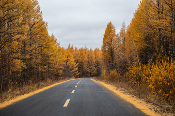 The road in the forest with yellow larch on both sides of the road