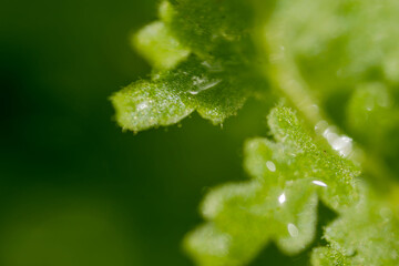 緑の葉に朝露が光る1