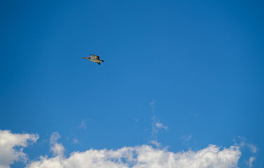 The photo was taken in Swansea Channel, Australia