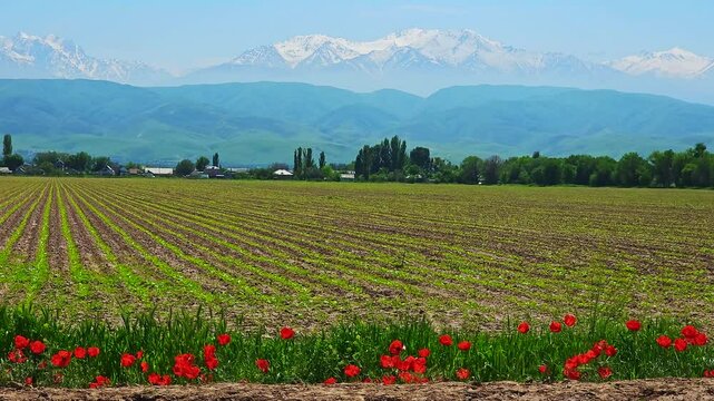 Blooming red poppies swaying in the wind at sunny day on agricultural field edge with young green sprouts and snowcapped mountains on the horizon
