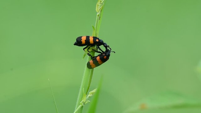 honey collecting by butterfly , waps and insects on flower and plant