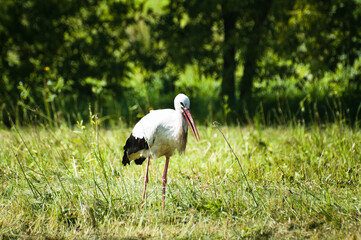 white stork on a green meadow in summer