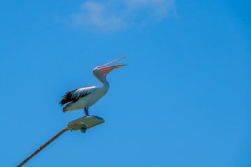 The photo was taken in Swansea Channel, Australia