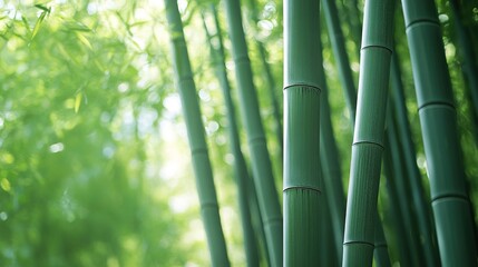 Fototapeta premium Lush Green Bamboo Forest Background