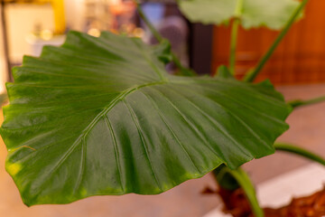 A large green leaf from an indoor plant is seen up close