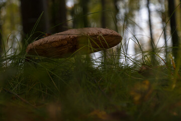 Aufnahme eines Pilzes  freistehend im Wald zur Herbstzeit.