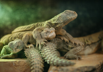Three lizards on a rock and a green light in the background