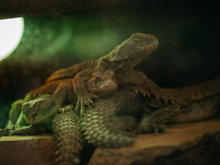 Three lizards on a rock and a green light in the background