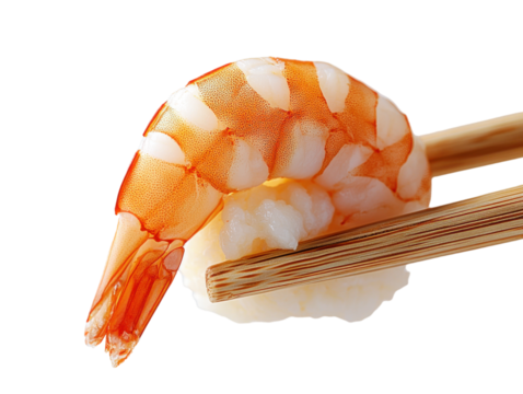 Shrimp sushi on rice with chopsticks. Transparent background png.