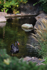A black swan is swimming in a pond. The water is calm and the swan is the only one in the scene
