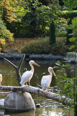 Two pelicans are standing on a log in a pond. The scene is peaceful and serene, with the birds enjoying the calm waters