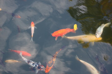 A group of fish swimming in a pond. The fish are orange and black. The water is calm