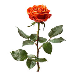 Fototapeta premium Orange rose with stem and leaves, isolated on white background