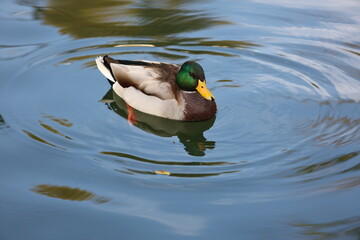 Obraz premium A duck is swimming in a body of water. The water is calm and clear. The duck is the main focus of the image