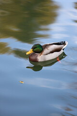 A duck is swimming in a lake. The water is calm and clear. The duck is looking to the left