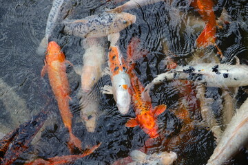 A group of fish swimming in a pond. The fish are orange and white. The water is murky and the fish are swimming in it