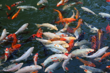 A large group of fish are swimming in a pond. The fish are of various colors, including white, orange, and black. The scene is peaceful and serene, with the fish moving gracefully through the water