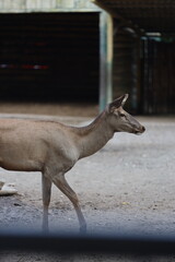 A deer is walking in a dirt field. The image has a calm and peaceful mood. The deer is the main focus of the image, and it is the only animal visible