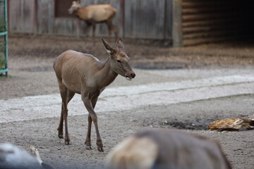 A deer is walking in a zoo enclosure. The enclosure is made of wood and has a dirt floor